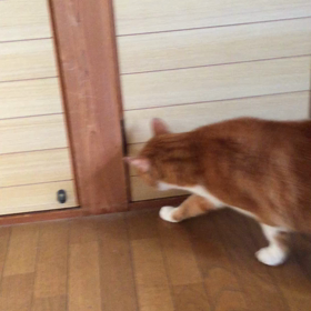 俺の部屋から脱出を試みる猫ちゃん①の画像
