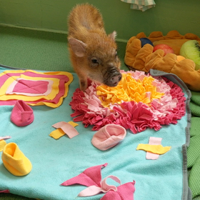 らくちゃんと初対面の画像