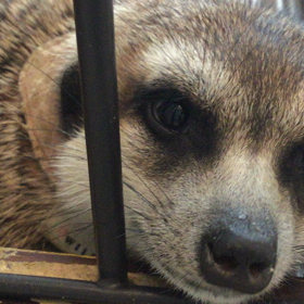 うっとりミーアキャットの画像