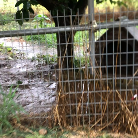 ”9.7 センターから3頭引き取り❤️クラファンがスタート❣️”の画像