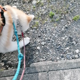 飼い主久しぶりの全集中で未来丸と朝散歩❗未来丸もしっかりこたえてくれて頑張りました‼️「日銀の画像