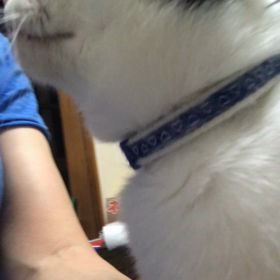 おねだり中の画像