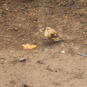 ジョウビタキのお嬢さんの画像