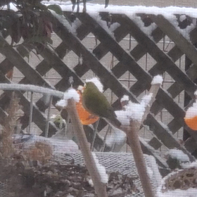 またまた雪の朝の画像