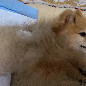 わが母　義理母の画像