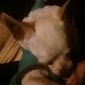 ぶんぶん、復活の画像