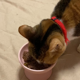 ミーたん闘病記の画像