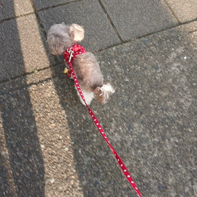 おはようございますの画像