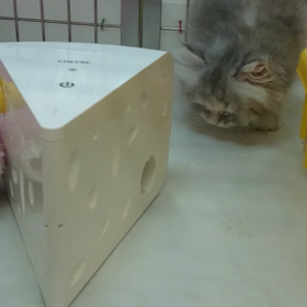 もんちびねこどうが(^-^)/の画像