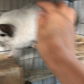 お耳しょりしょりの画像