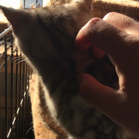 スリスリの画像