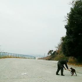 回れ回れ３  ホーク怒濤のトレーニングの画像