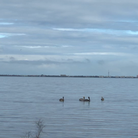 ペリカンとイルカの画像
