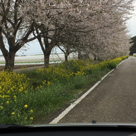 この桜並木が凄いんです。の画像