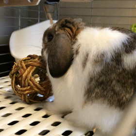 マロンの初ぶぉんの画像