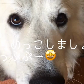 にらめっこしましょあっぷぷーの画像