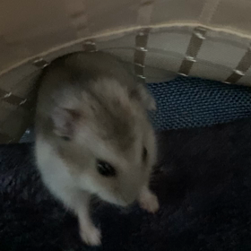 「ふわふわが欲しい」の画像