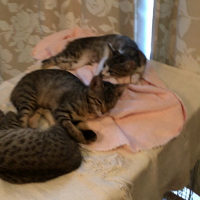 今日のお昼寝(*^_^*)の画像