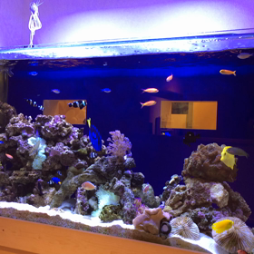 水槽の動画ですの画像