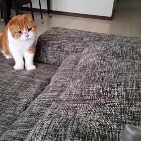 *声の調子が悪い*の画像