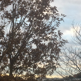 朝型生活記録12     水平に走る流星のような。の画像