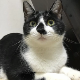 天真爛漫、やりたい放題、ぷーすけ。の画像