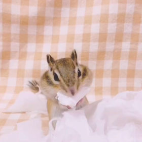 シマリスさんの冬支度 ♪の画像