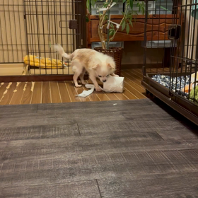 ラキちゃん♥️の画像