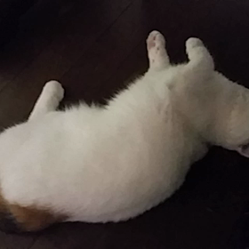 発情期ですの画像