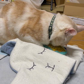 ドジっ子、だいちゃん♂の画像