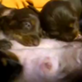 動画でどーが？(*´∀｀)の画像