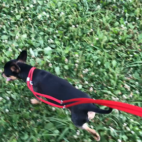 ♪お散歩動画♪代々木公園♪の画像