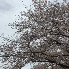 桜の画像