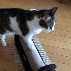 逃げる先住猫。市役所からの電話は…下剤が効いて。の画像