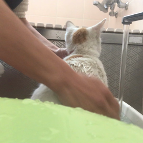 バニラくんシャンプー！の画像