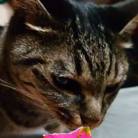 愛猫　癒し　動画の画像