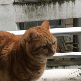 カラスに敵愾心の画像