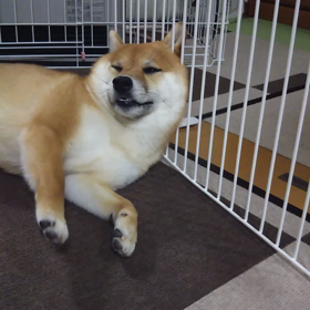 寝落ちの瞬間の画像