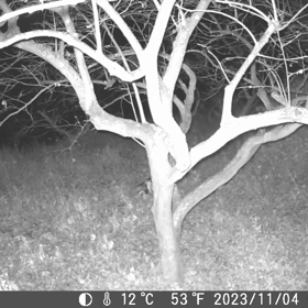 すぎぴたんの事件簿シーズン3　426話（おひとり様、たぬき！）の画像