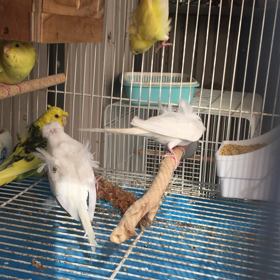 羽衣セキセイインコの画像