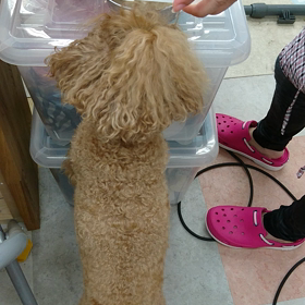 カスク副店長の～。。。の画像