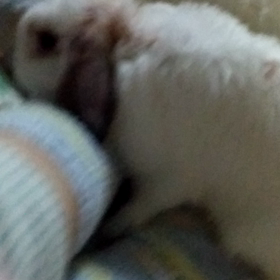 おはよですwの画像