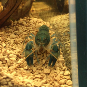 ブルドーザー、ハワディの画像