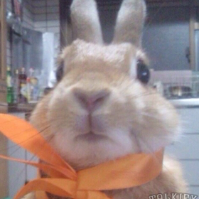 歌ううさぎの画像