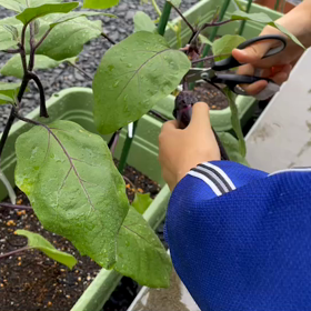 ●　美味しそうな野菜に育ちました！の画像