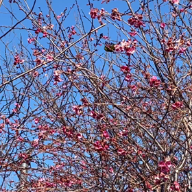 梅の木にメジロの画像