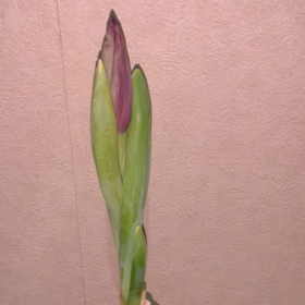 びっくり！！の画像