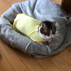 風邪なのに…デールも病気？娘達また来た！の画像