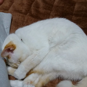 今日はいい夫婦の日の画像