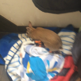 アナヲホルマネの画像